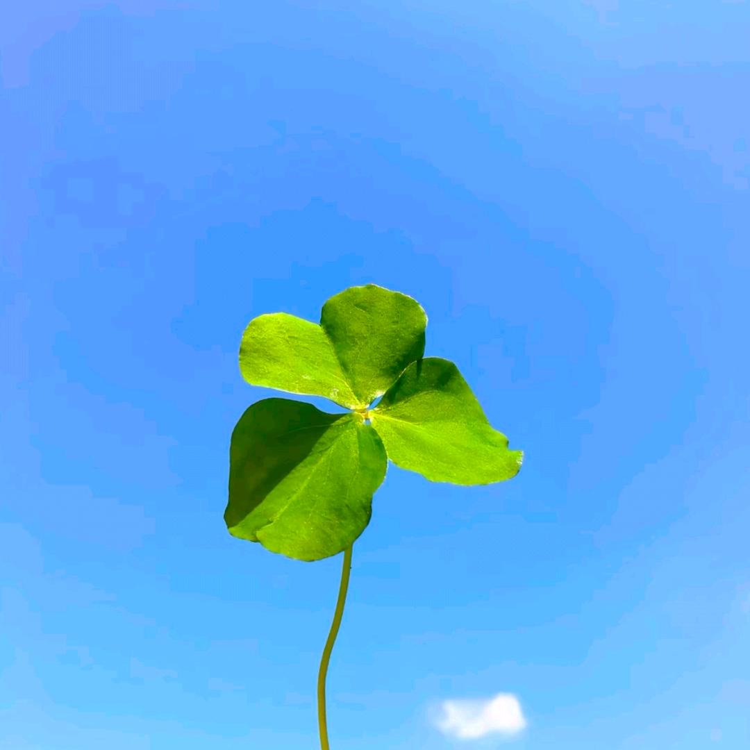摇遥脑袋头像
