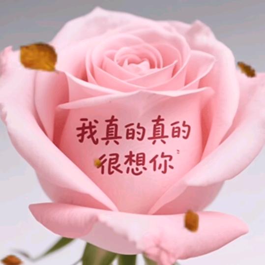 玫瑰也曾温柔过