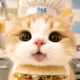 淑敏的猫条条