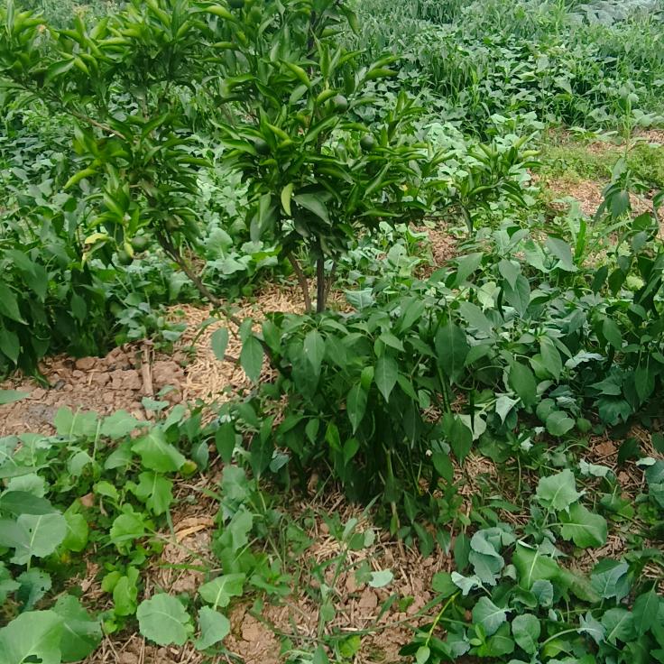 颜大姐土蜂蜜