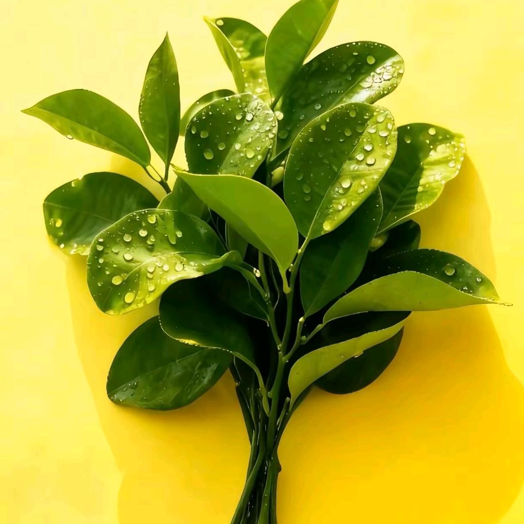 陌上寒꒦ິ回族小马