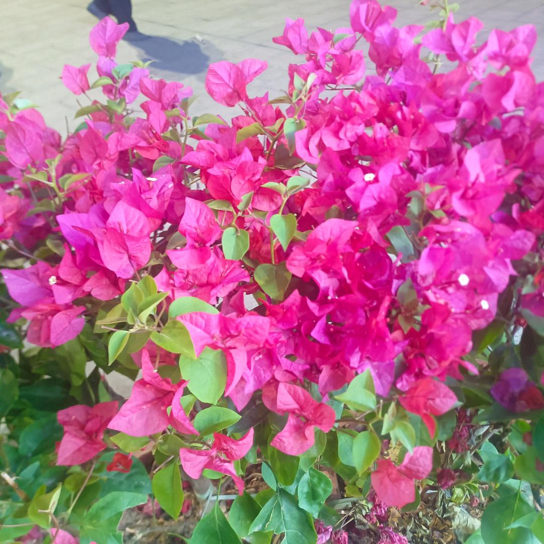 爱已欠费🌹🌹🌹🌹