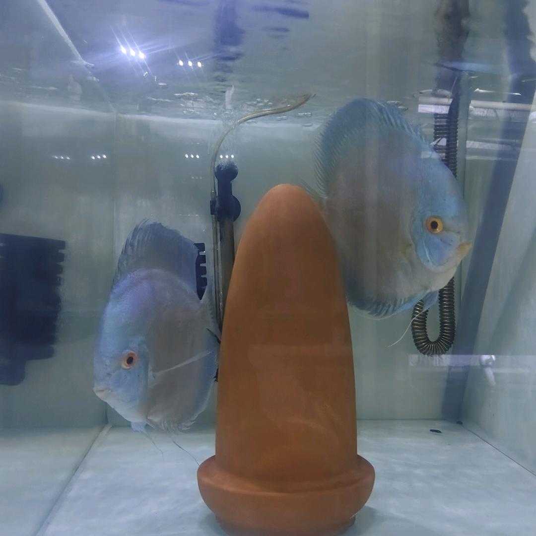 石家庄岁月七彩