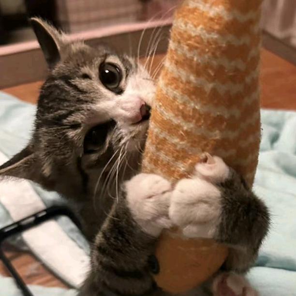 豆豆是猫宝