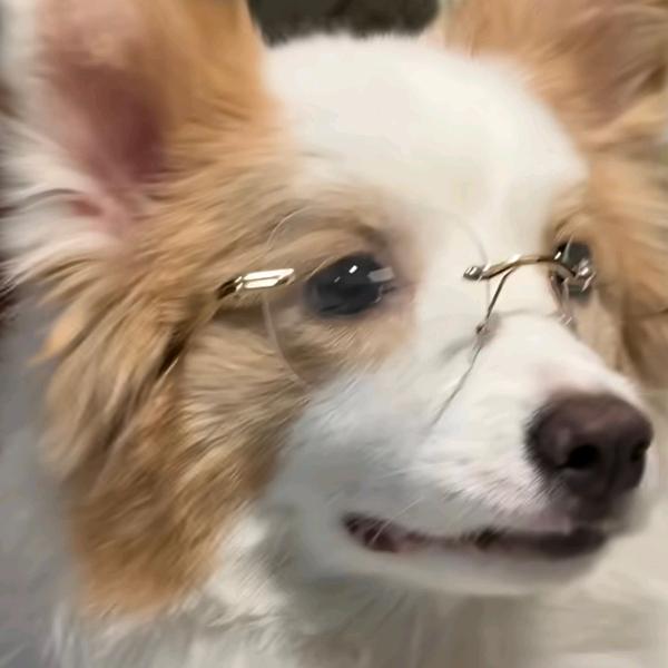 快乐小狗🐶