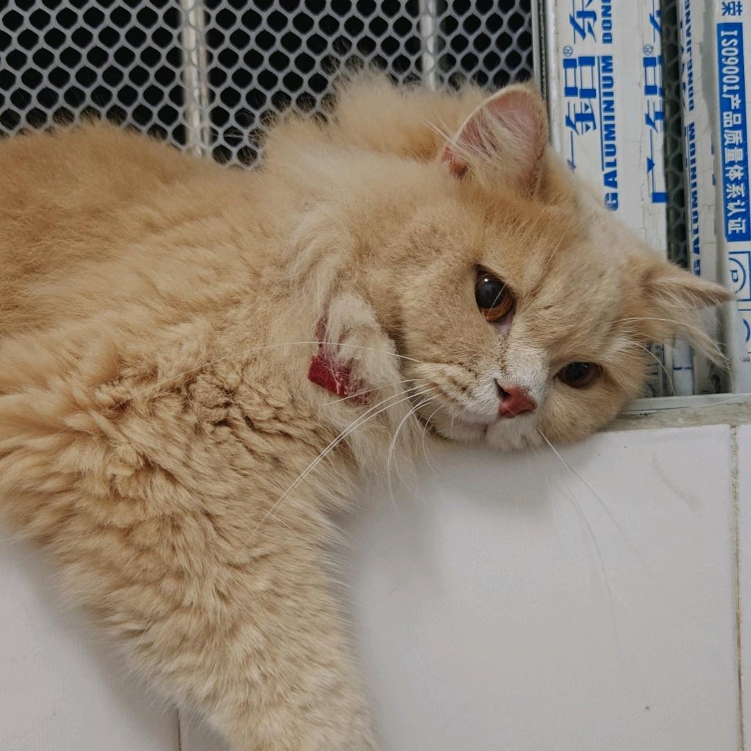 二猫子🐱——饼饼、土豆泥