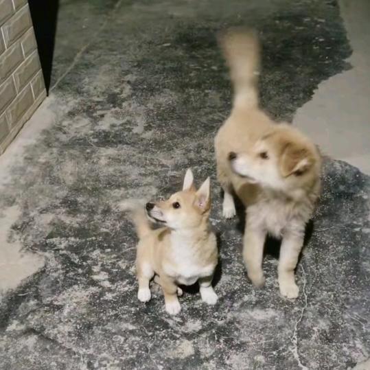 大黄和小黄