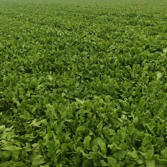 漫食里生鲜
