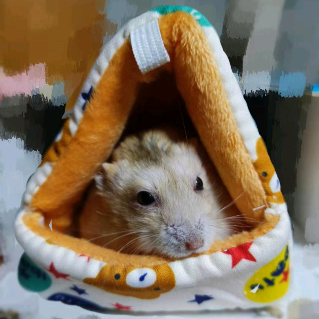 🍭又又超会吃🍔