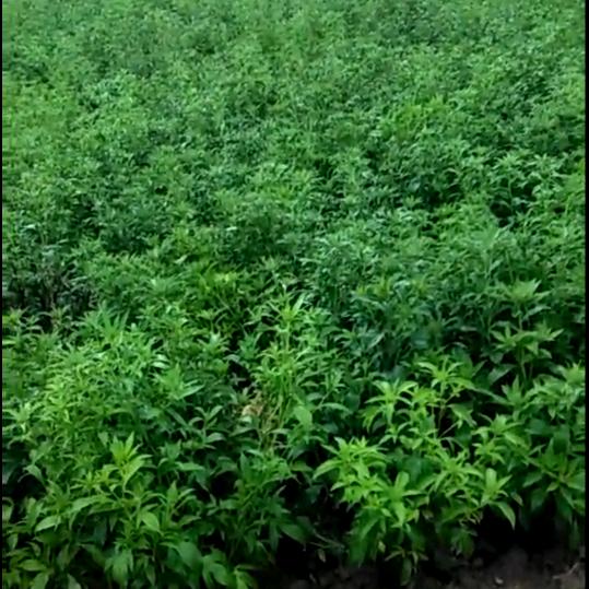 亳白芍白术牡丹种植技术与种苗提供老周
