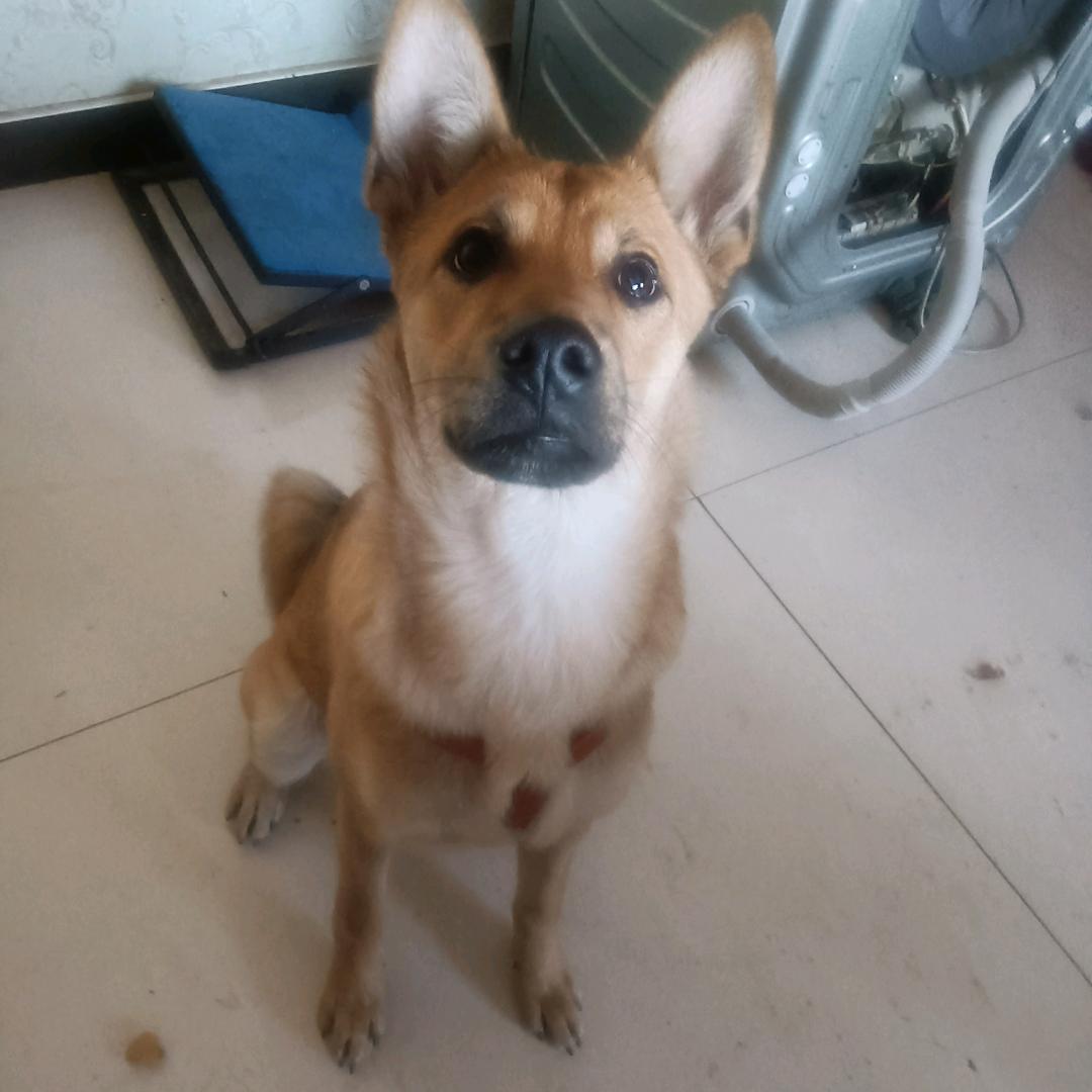 来福爱篮球