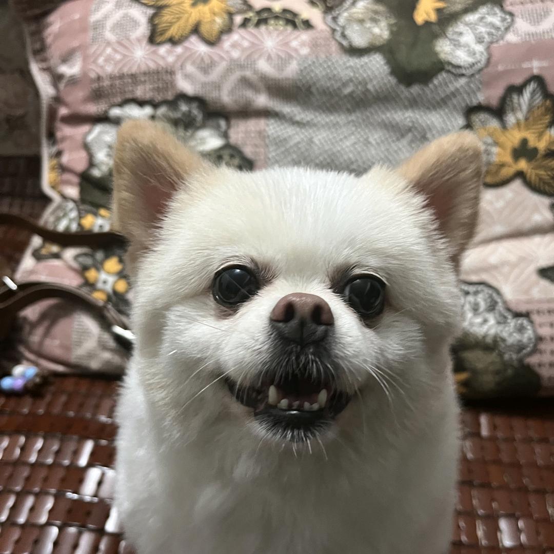 翠翠   57年🌷🌷🌷🌹🌹🌹