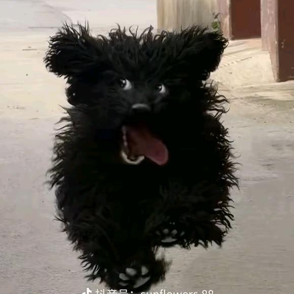 小黑