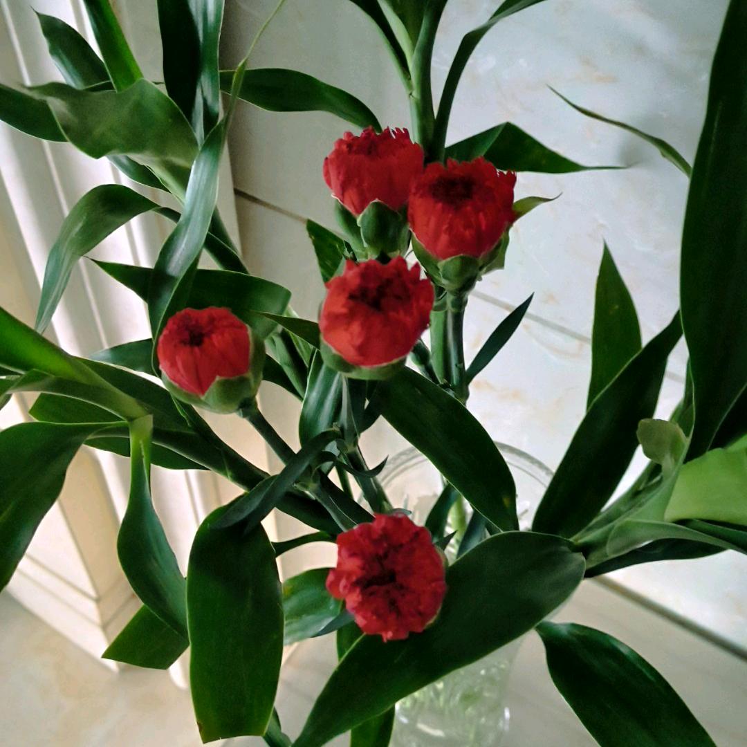 愚钝的鸡（姬）