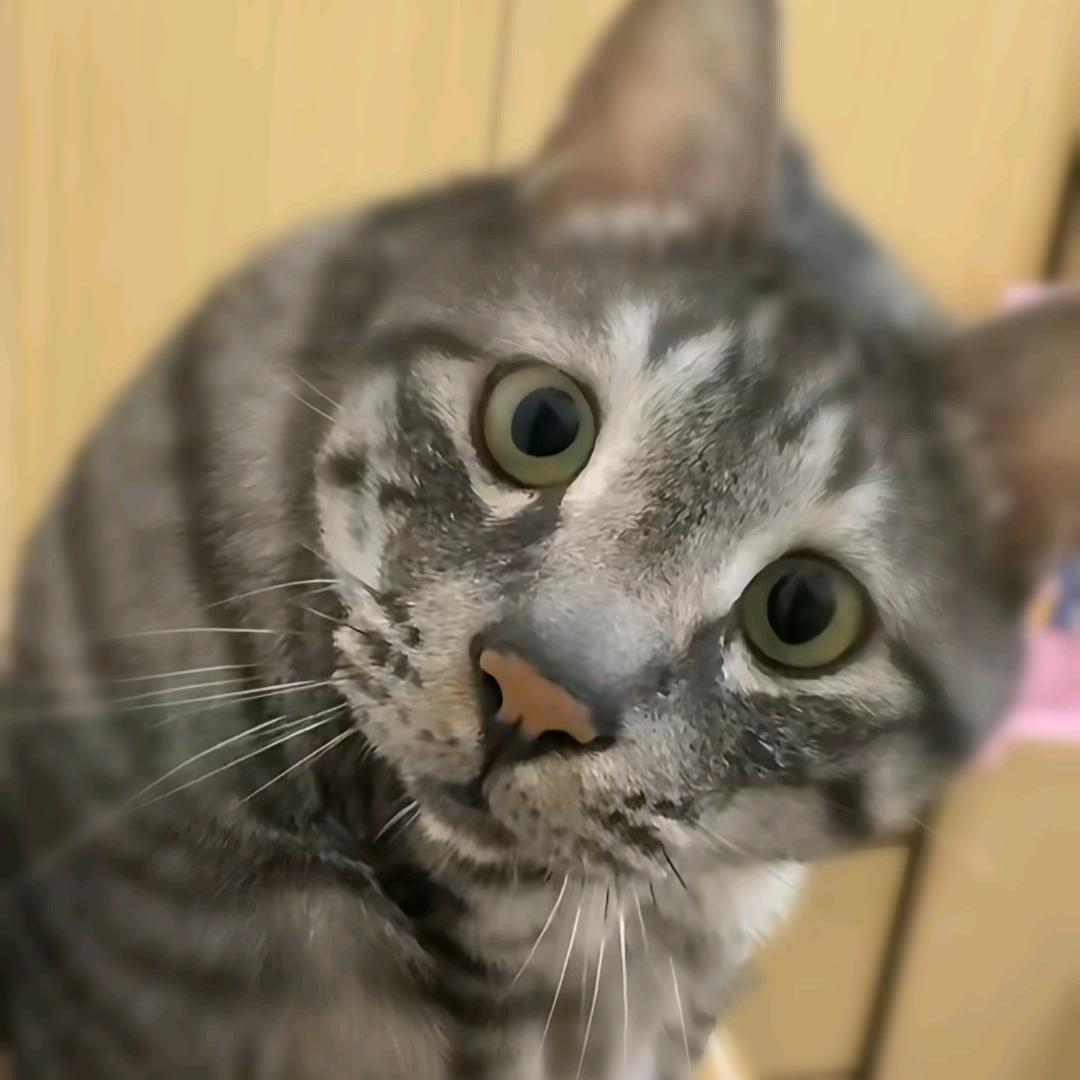 小哥哥