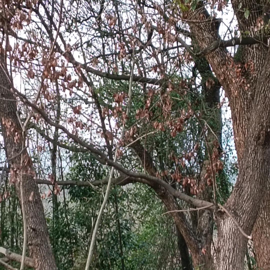 草木一秋风