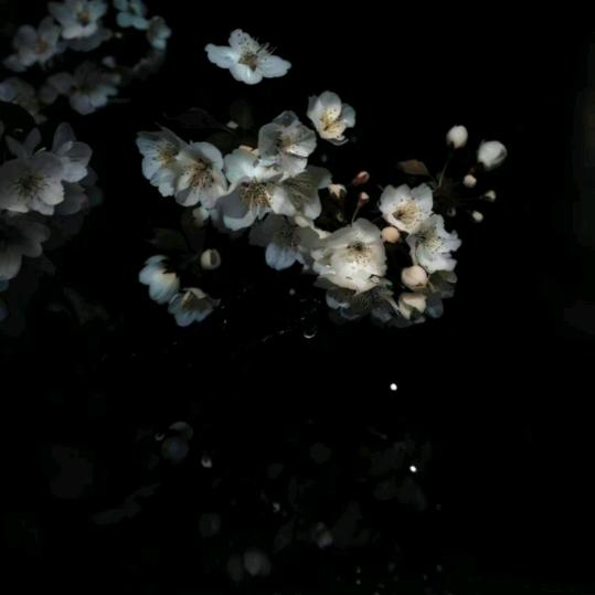 深情