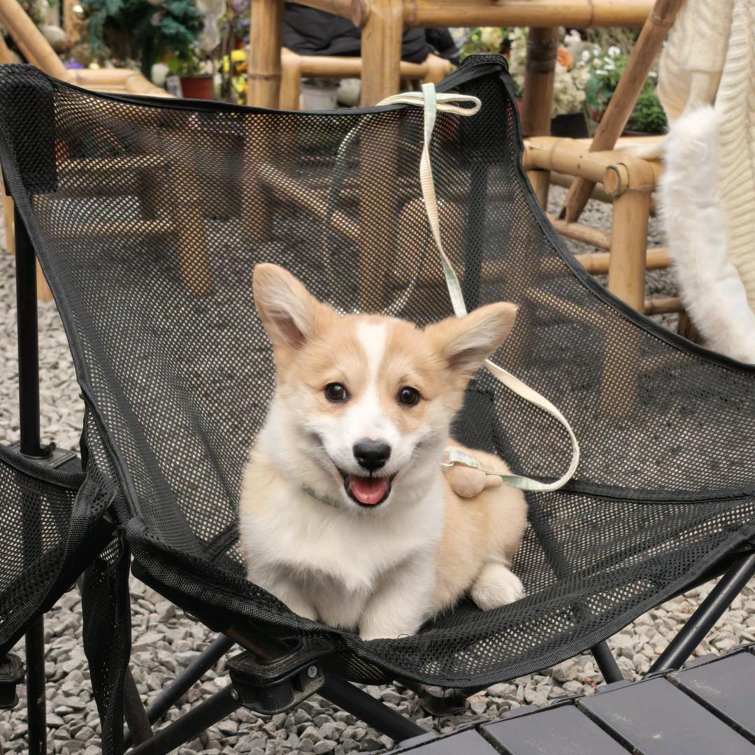 柯基叫妞妞😜😜😜