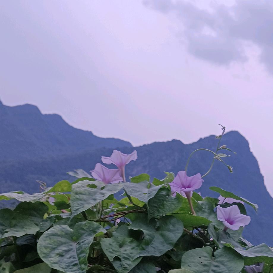 💚🍃可可꒰ঌ