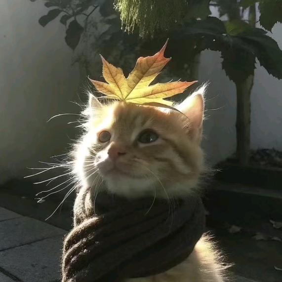 郎楷佳选
