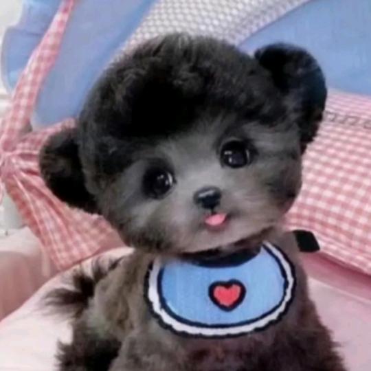 高陵光头哥犬业🇨🇳