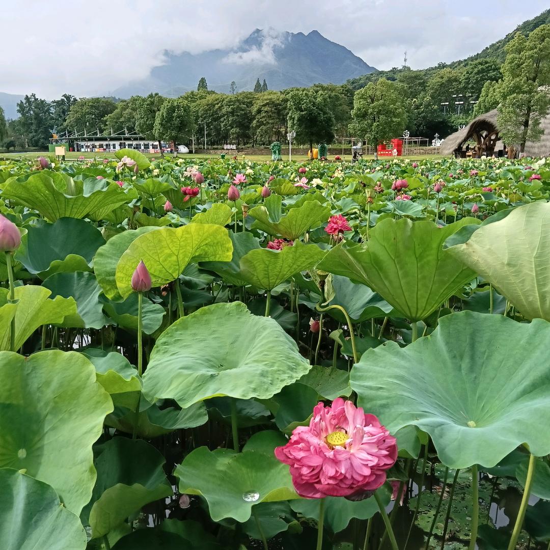 扬州途胜国旅李姐