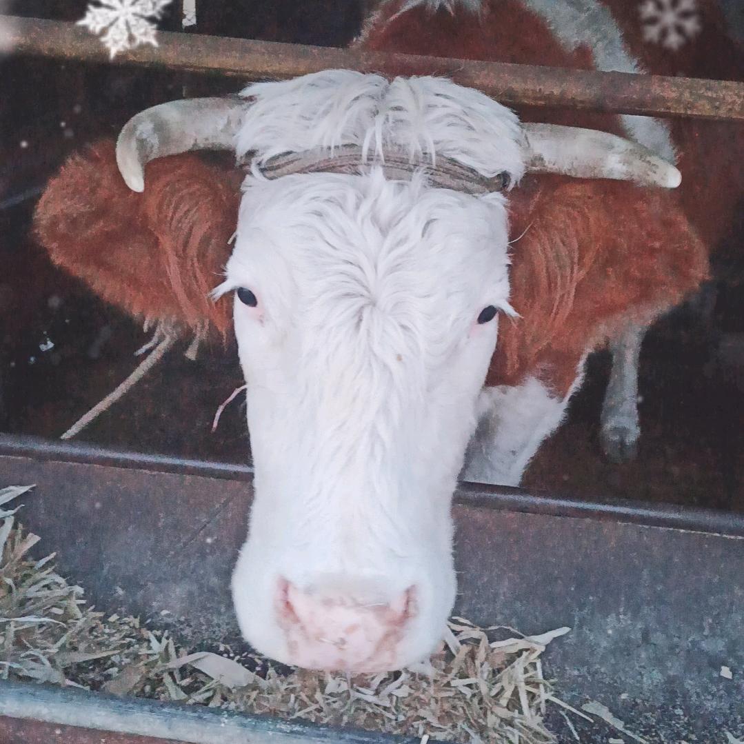 东北卉卉（牛牪犇）