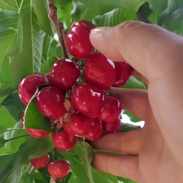 灞上樱歌（灞上望长安）