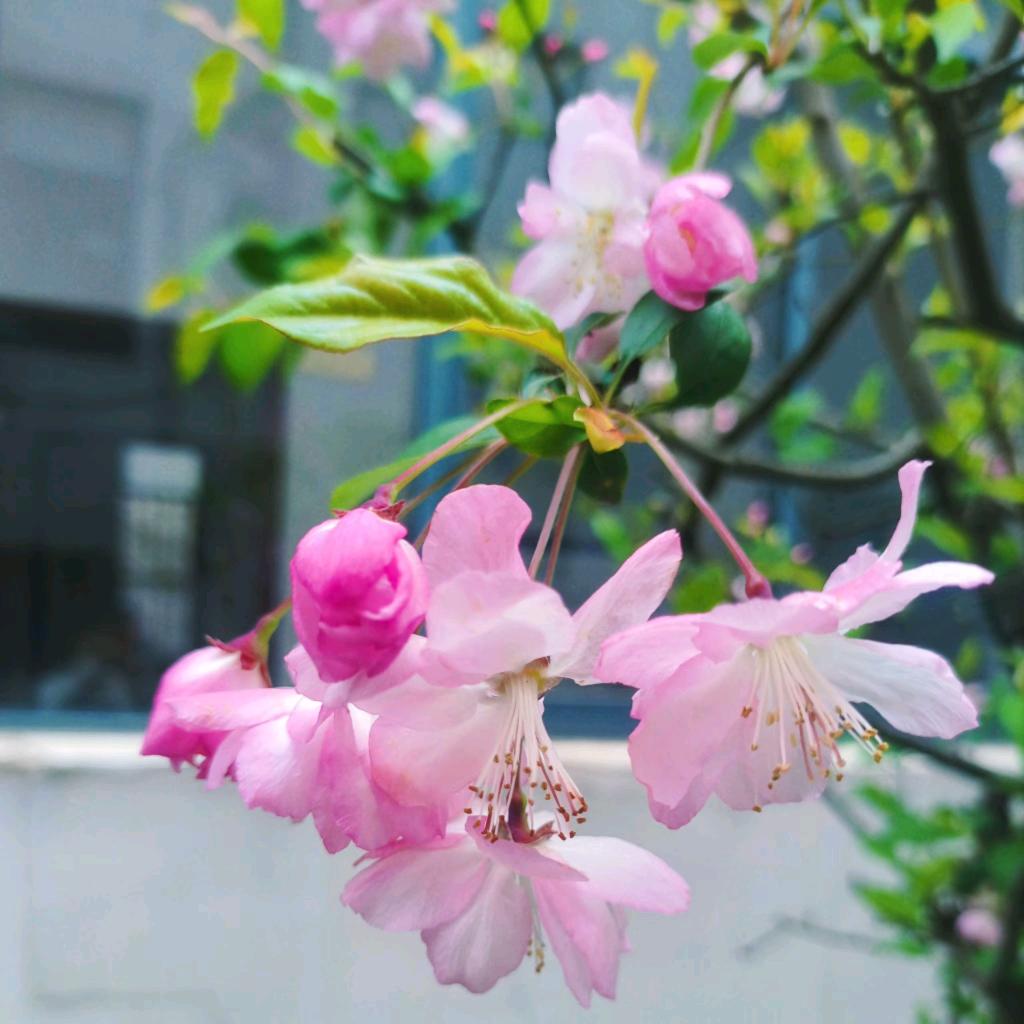 清荷如霜公众号
