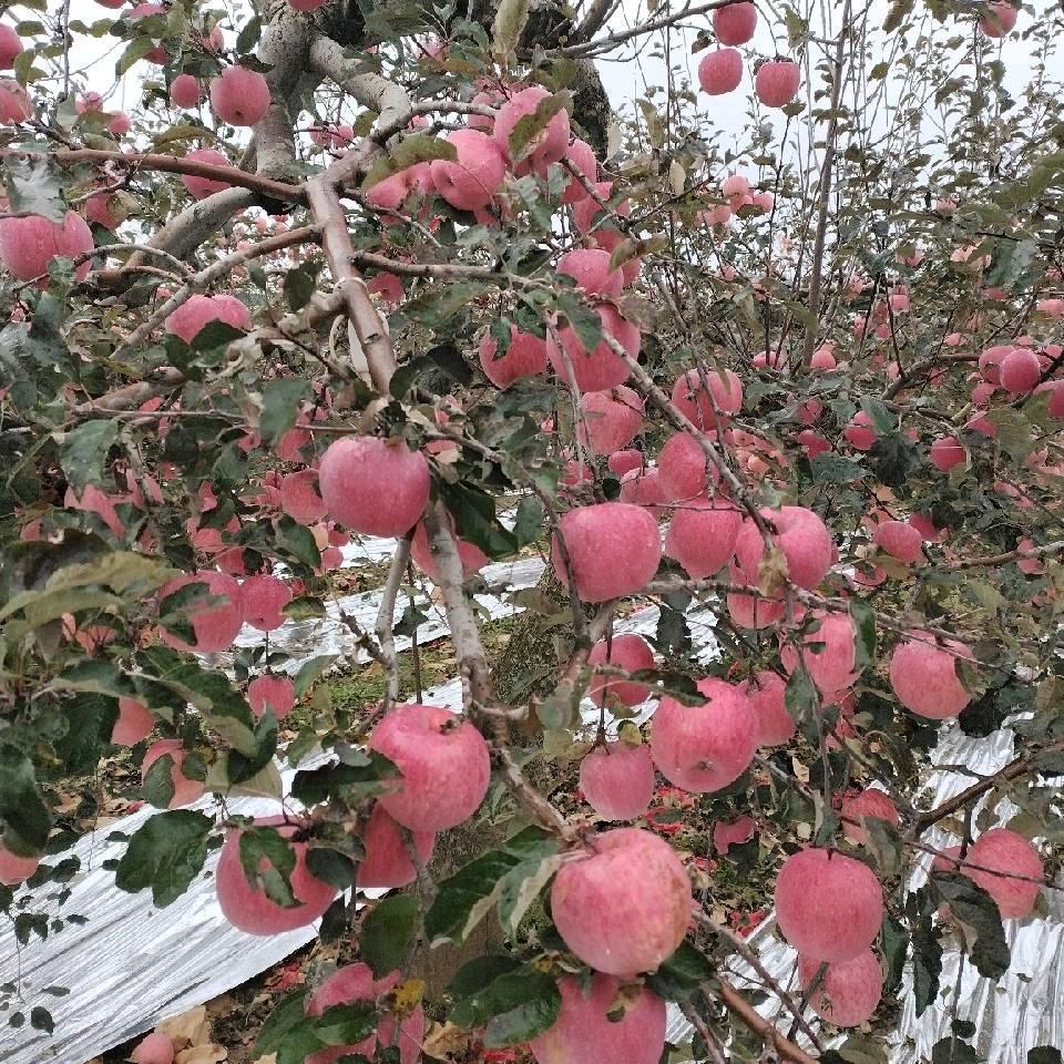 向丽