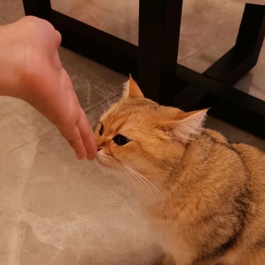 ͮ余季心澈͡ꦿ໌້۵ͮ