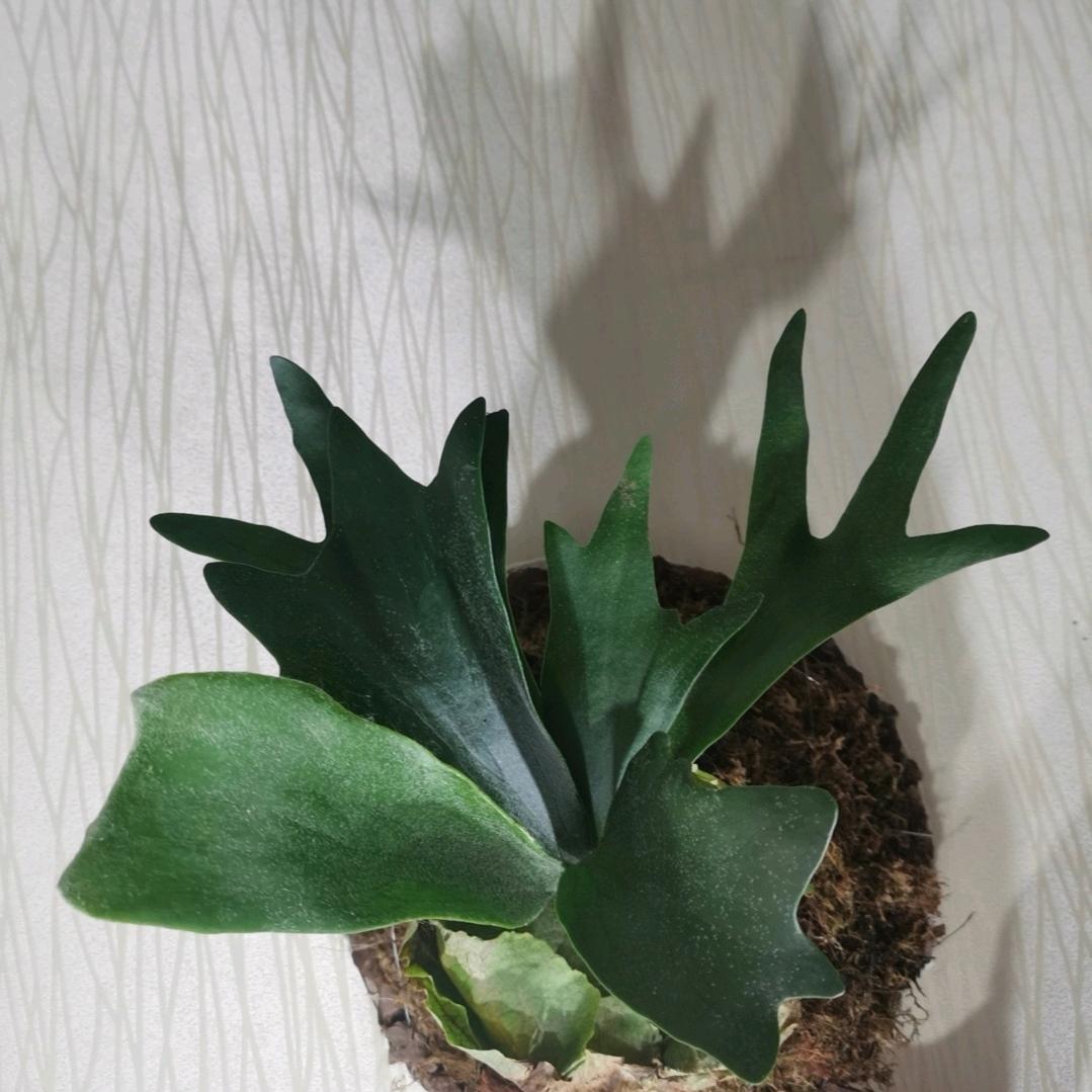 月亮不起我不睡