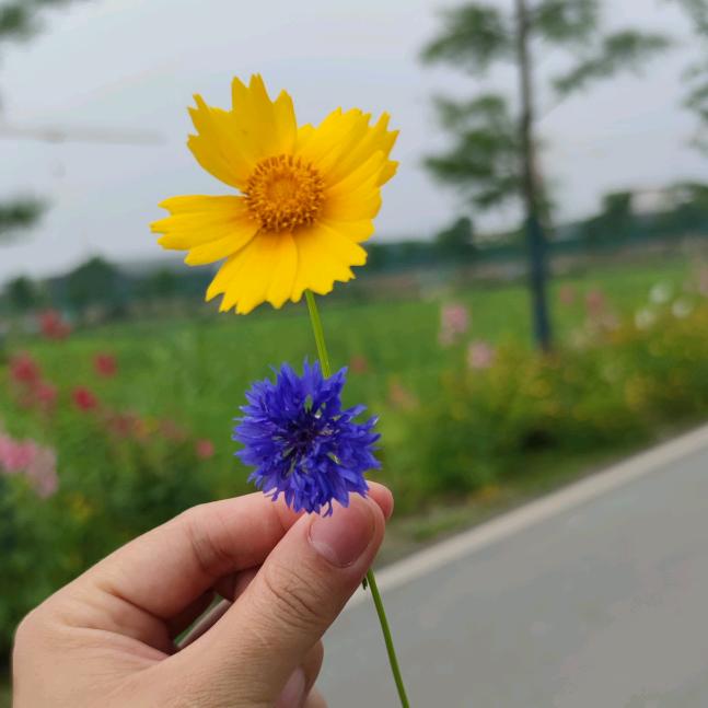 叮咚