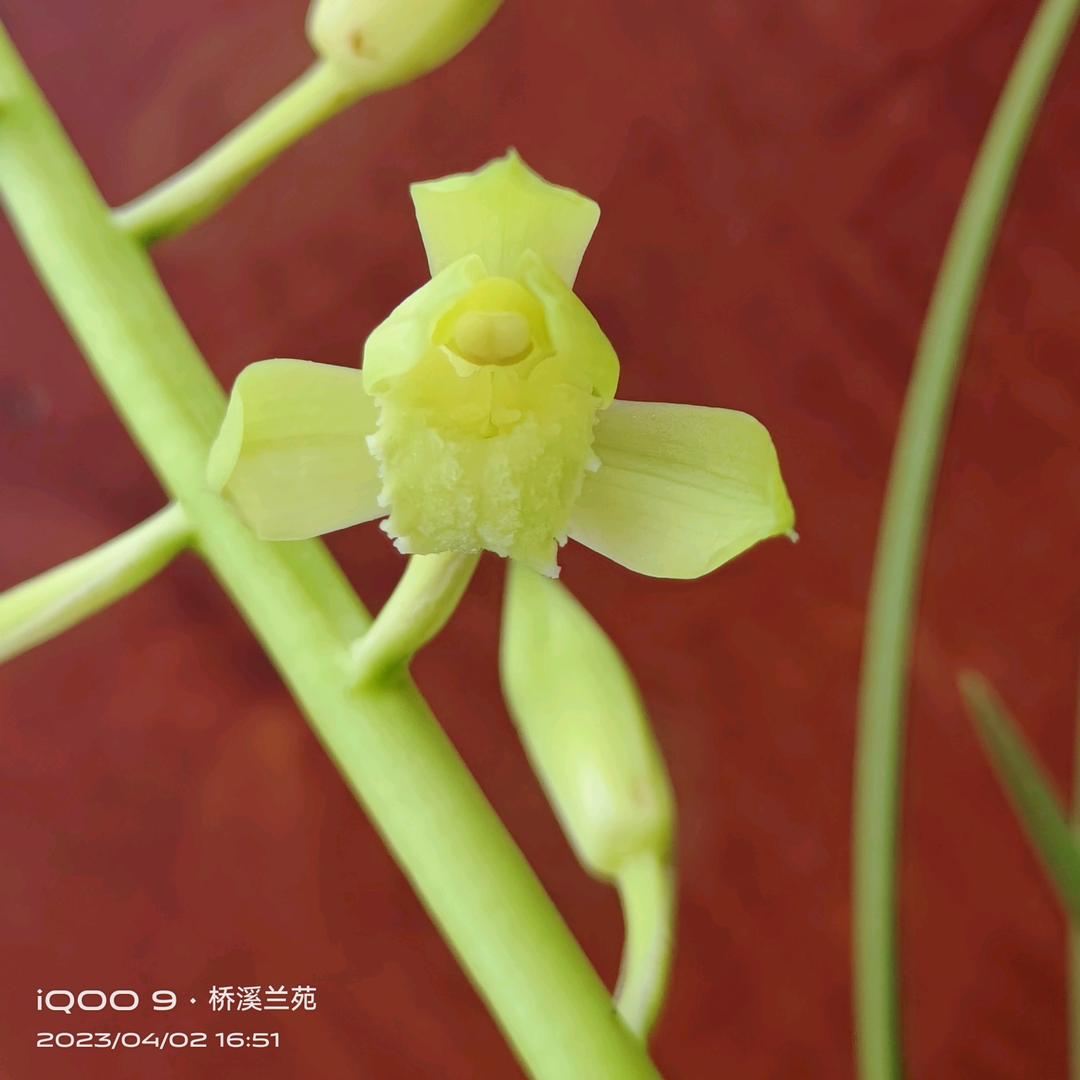 桥溪兰花和营养土