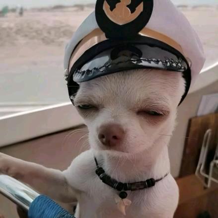阿猊