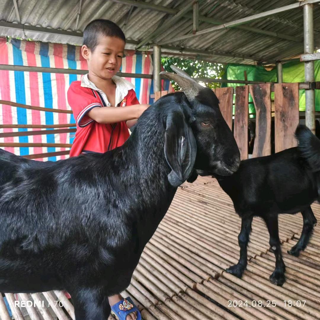 圈养正宗黑山羊