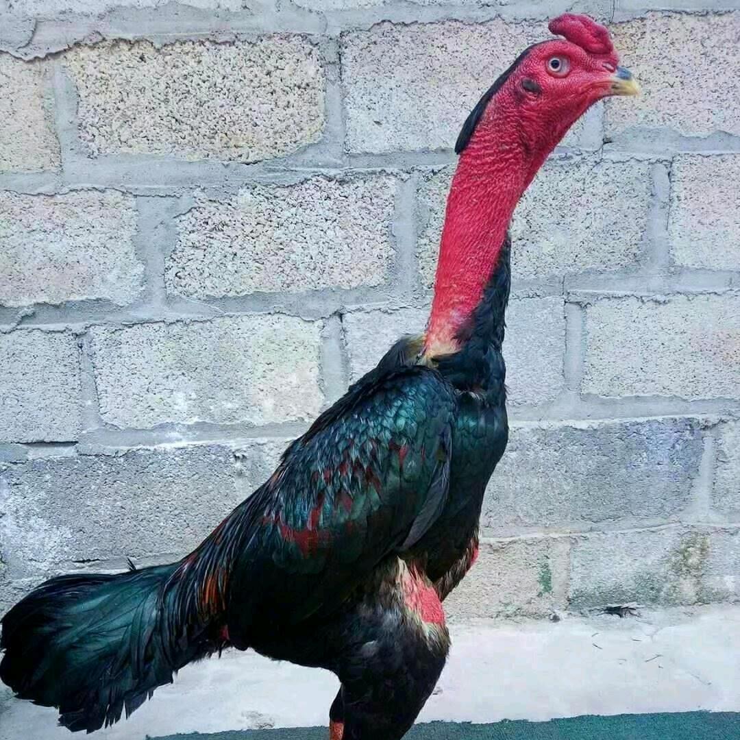 斗乐