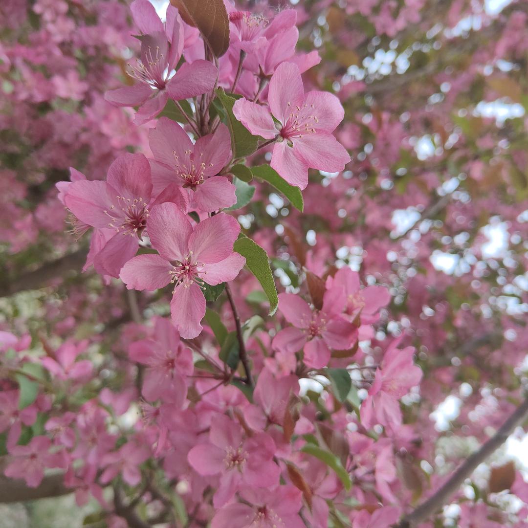 东北大叔在北漂