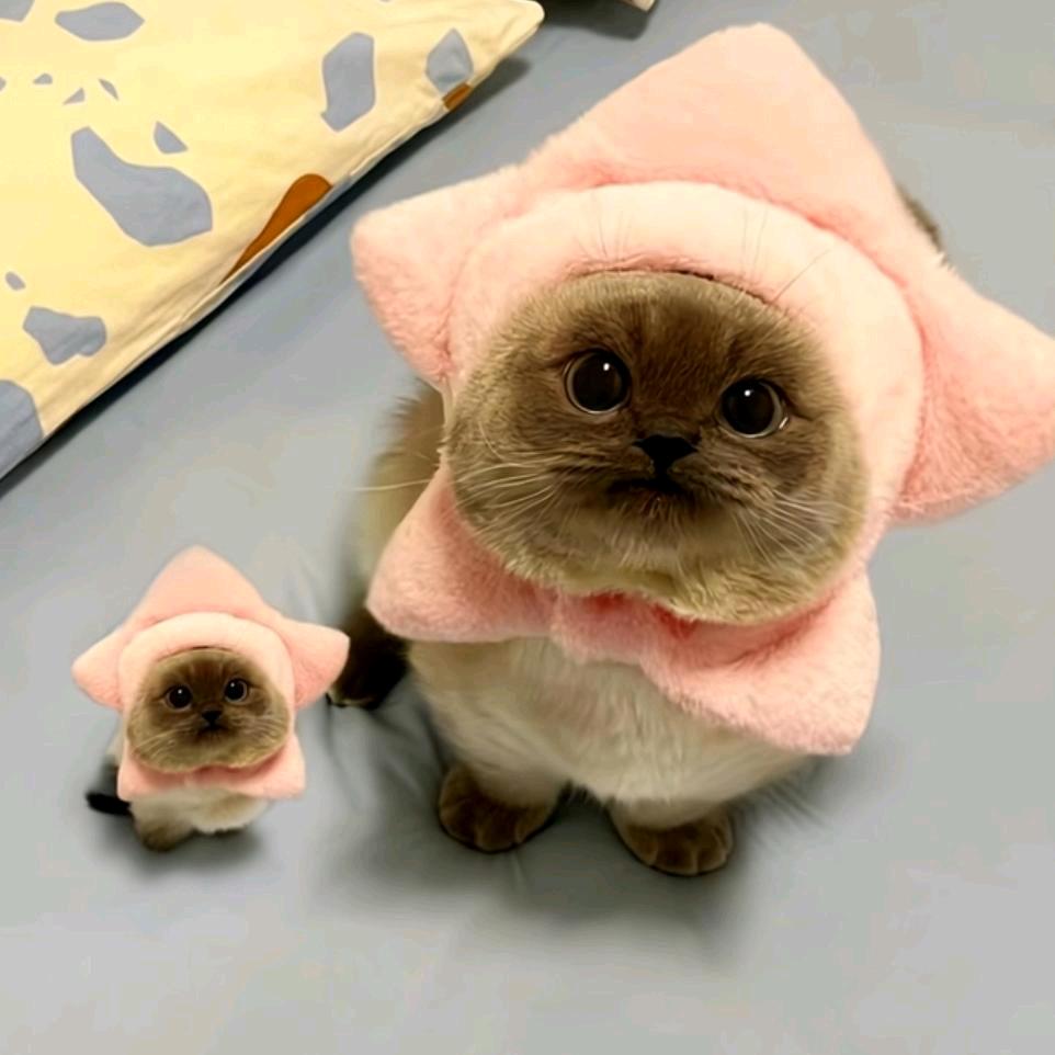 〆尛果冻ル🎶🍡