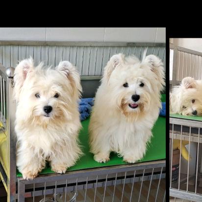 柴🈵院～《柴犬，西高地犬舍》