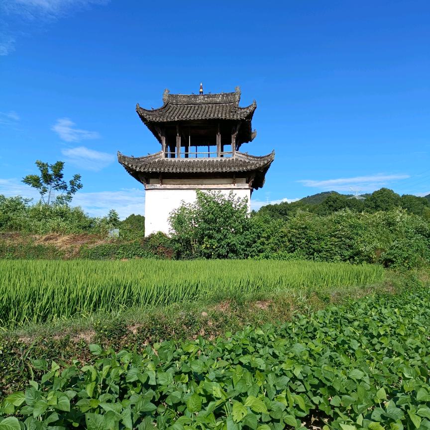 子章先生