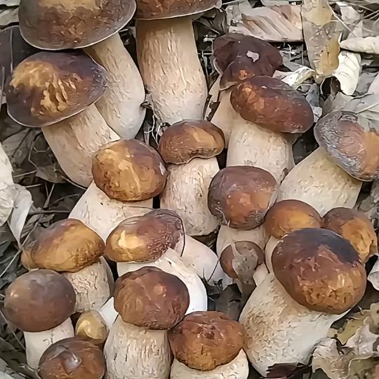 我在捡野生菌，有需要的可以联系我。