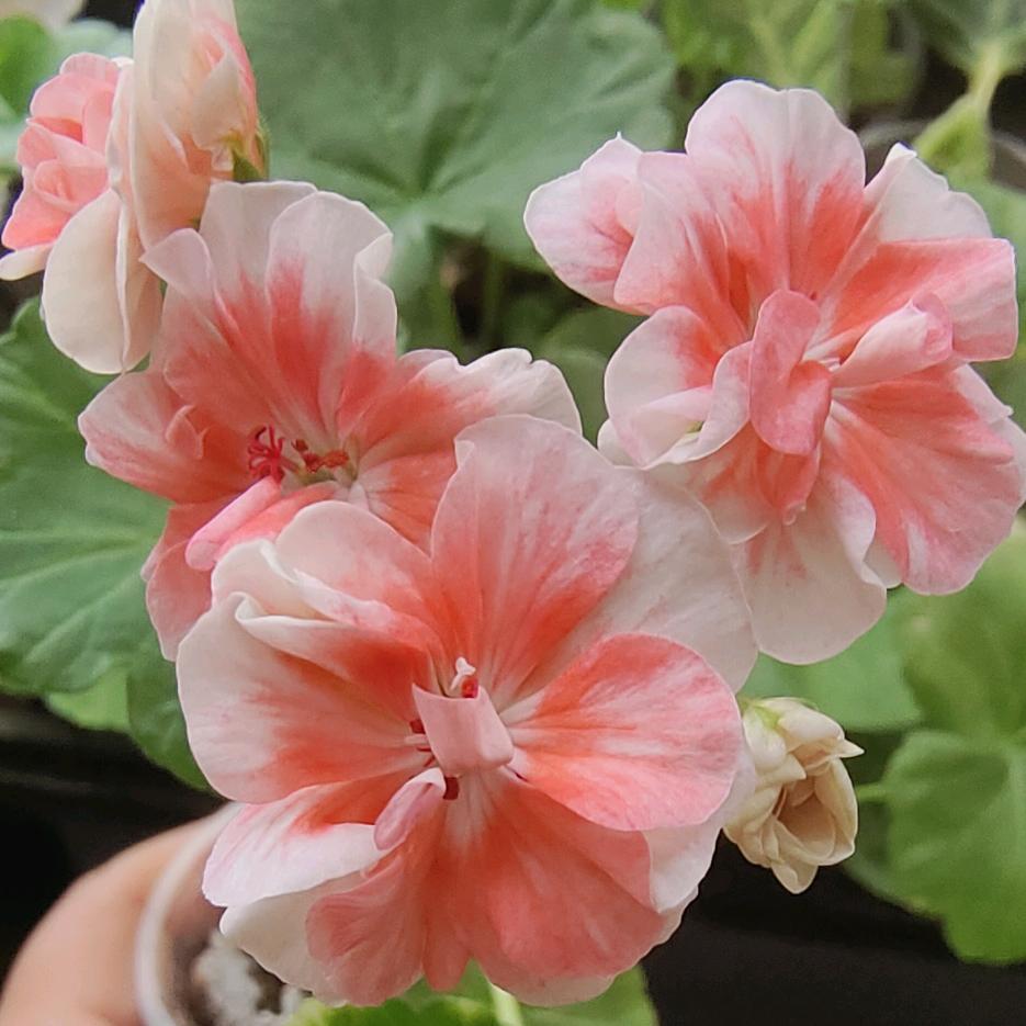美丽养花