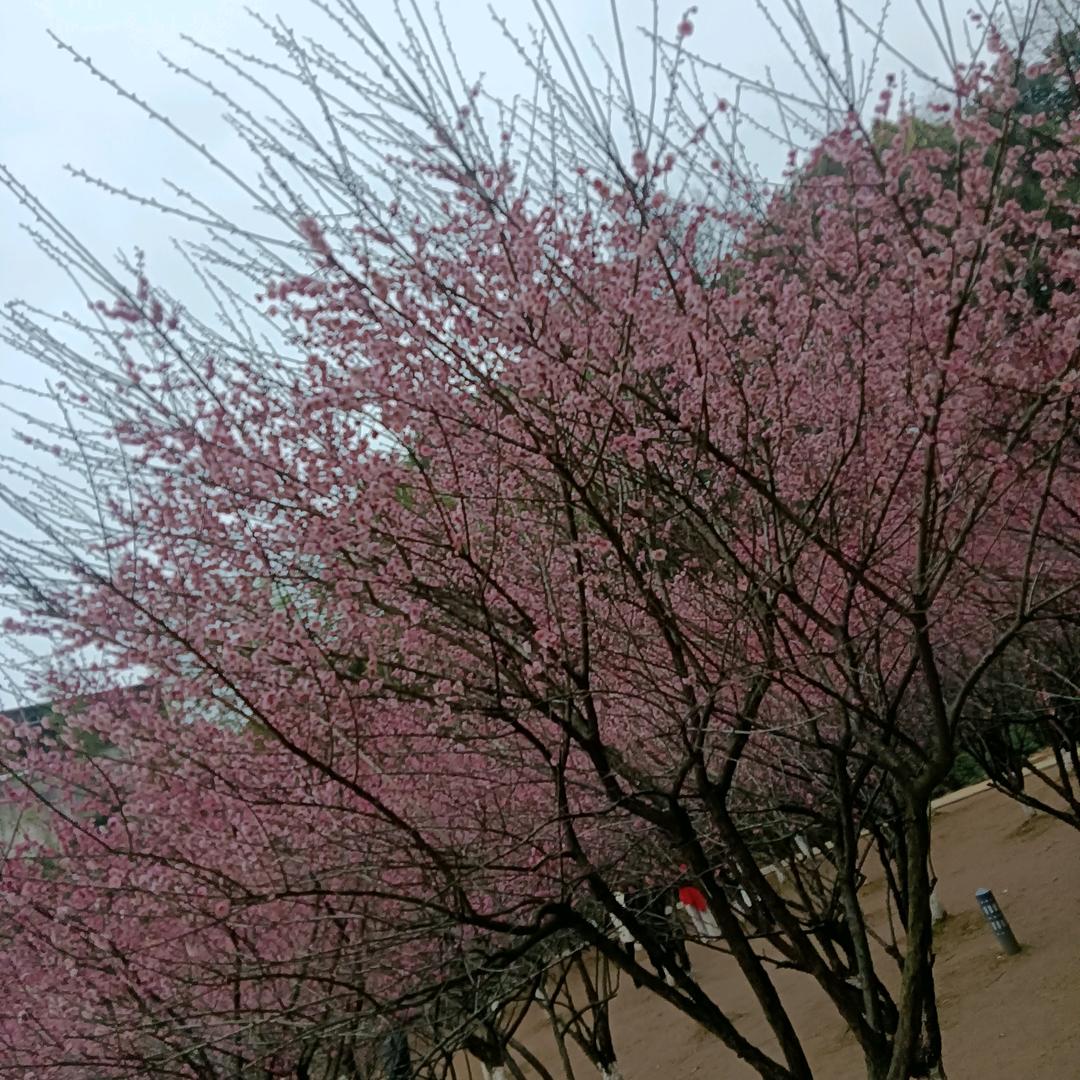 知足常乐
