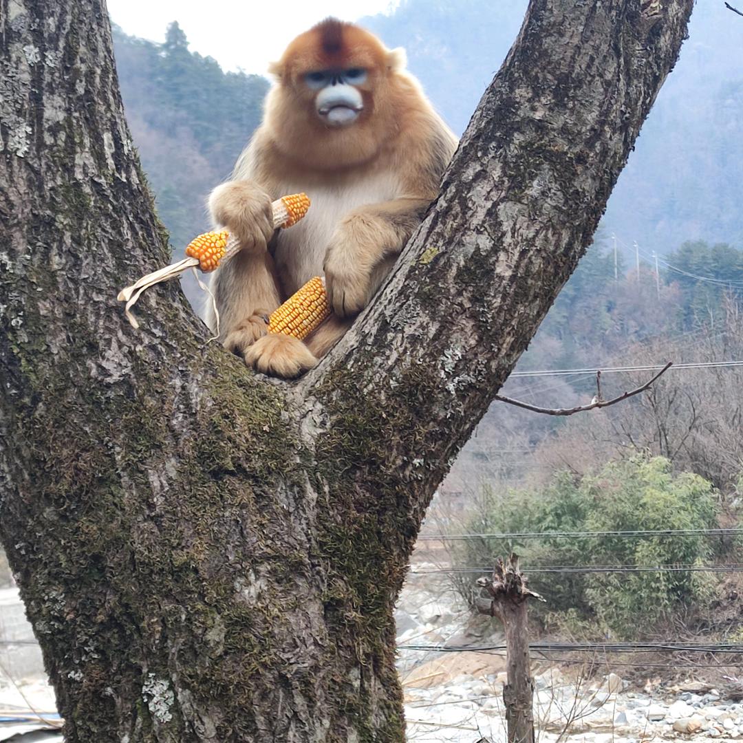 老袁