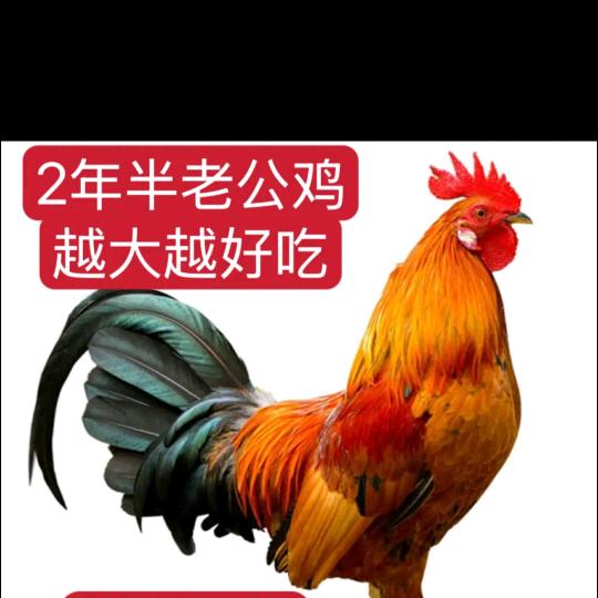 严哥🔥广州服装批发