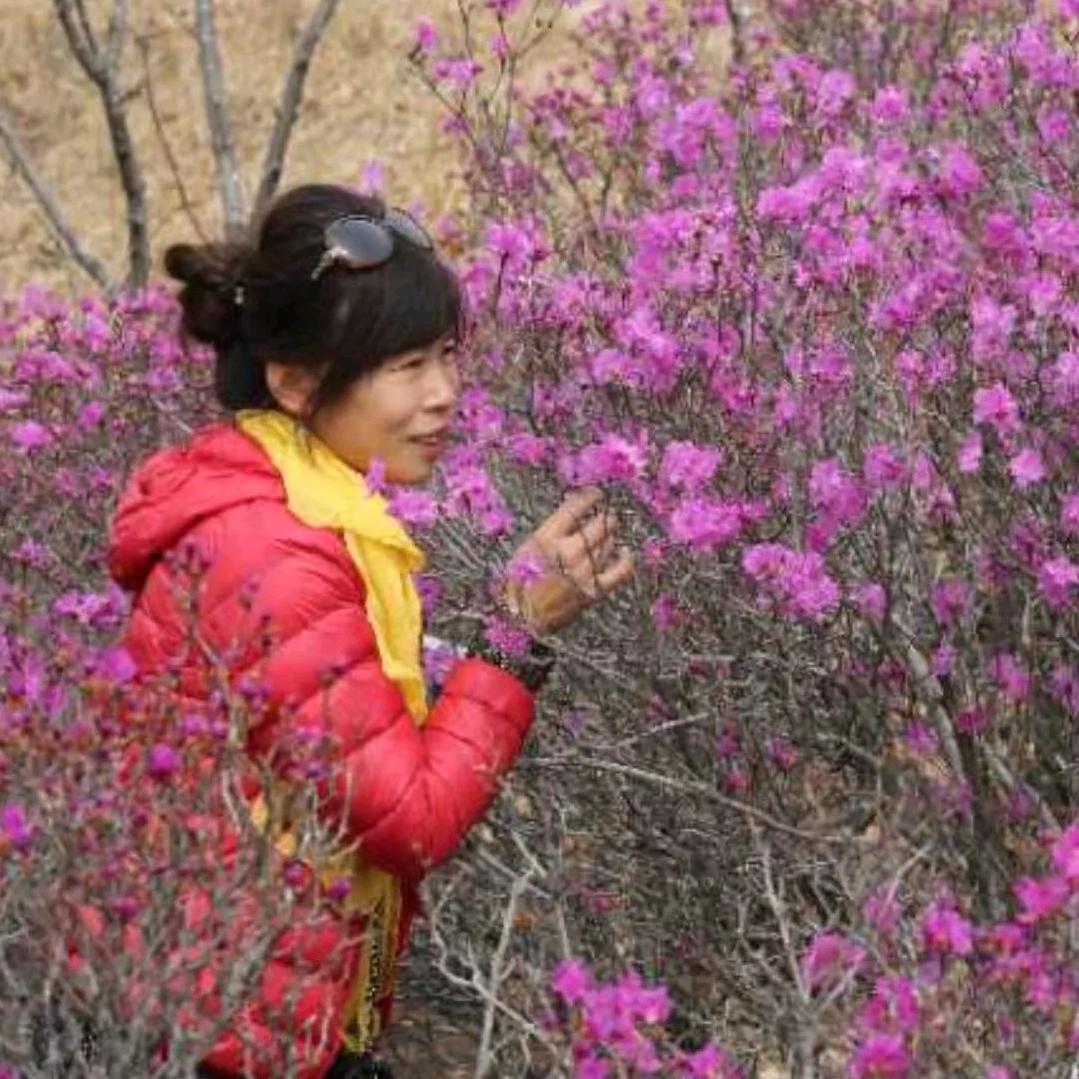 延边小红薯