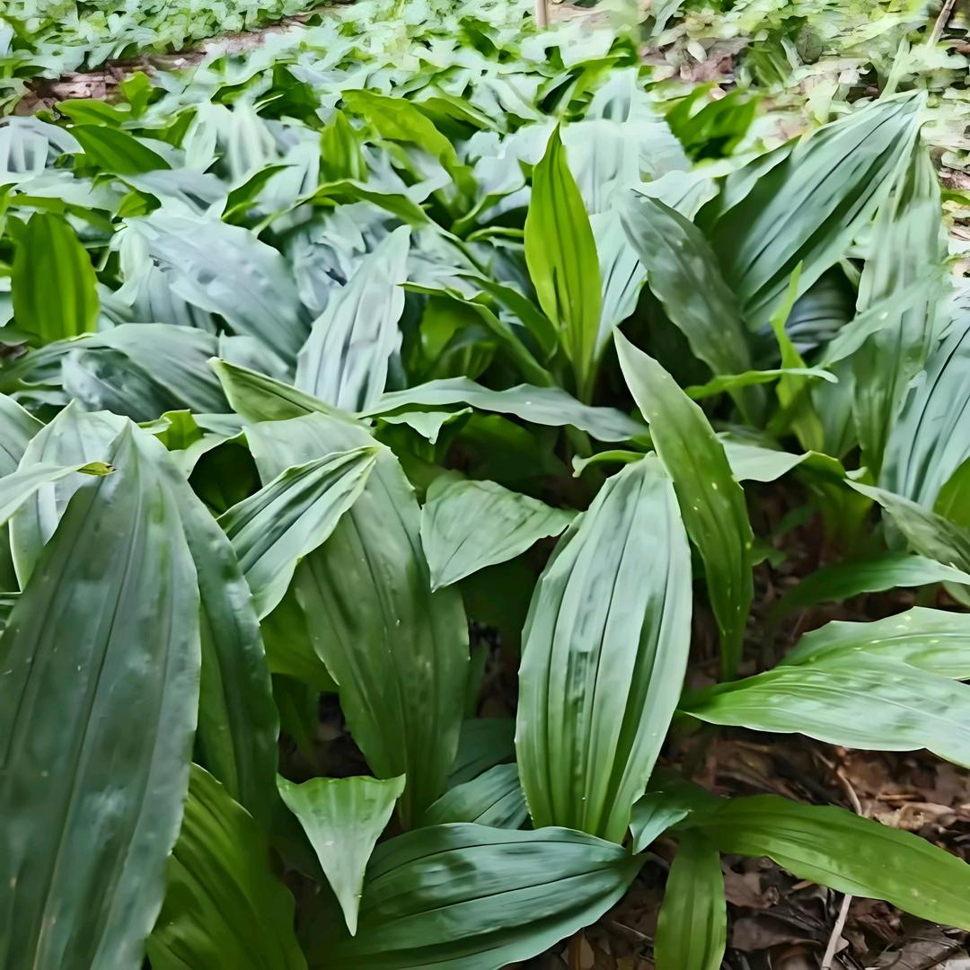 毛慈菇种植基地～小谢