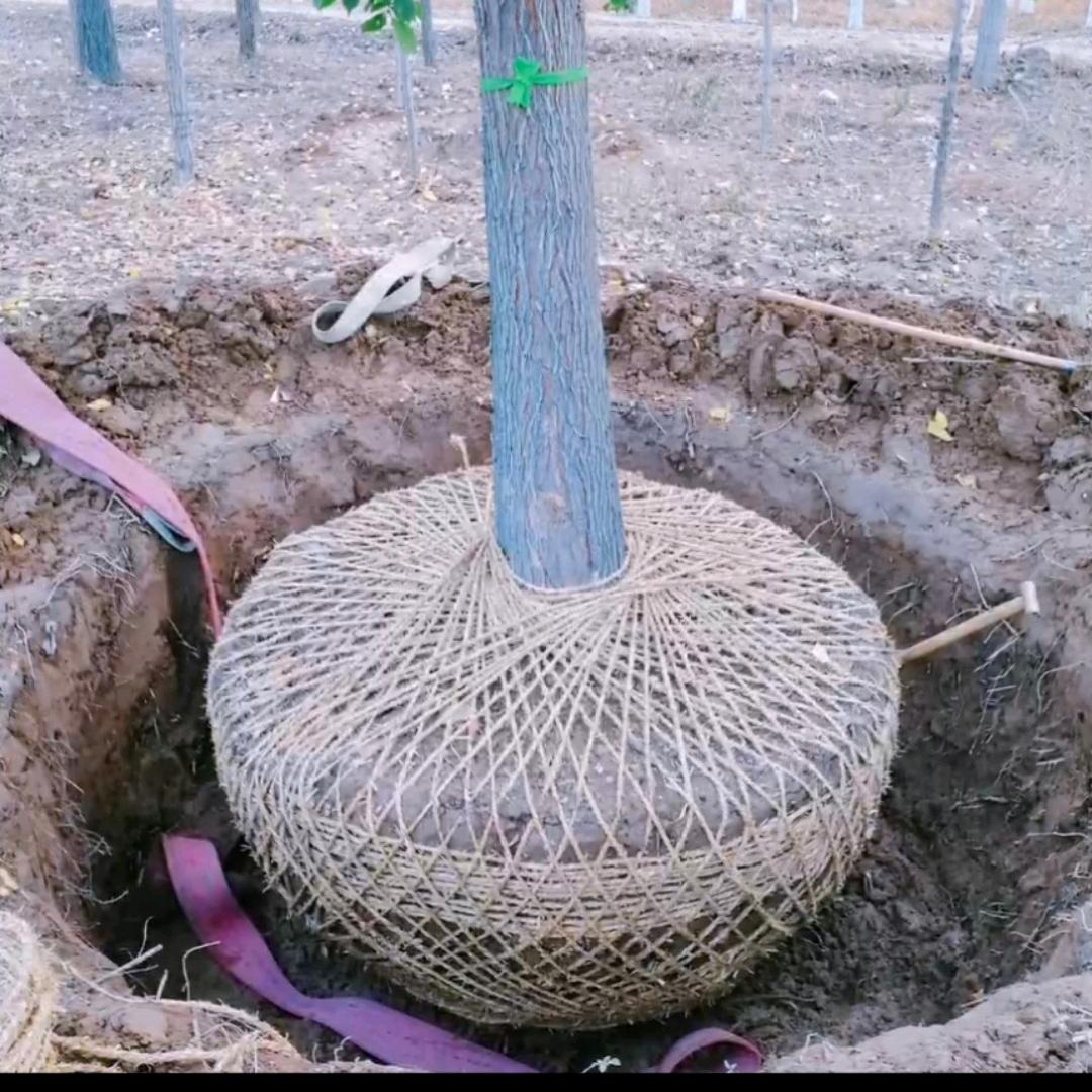 新疆·姚氏苗圃