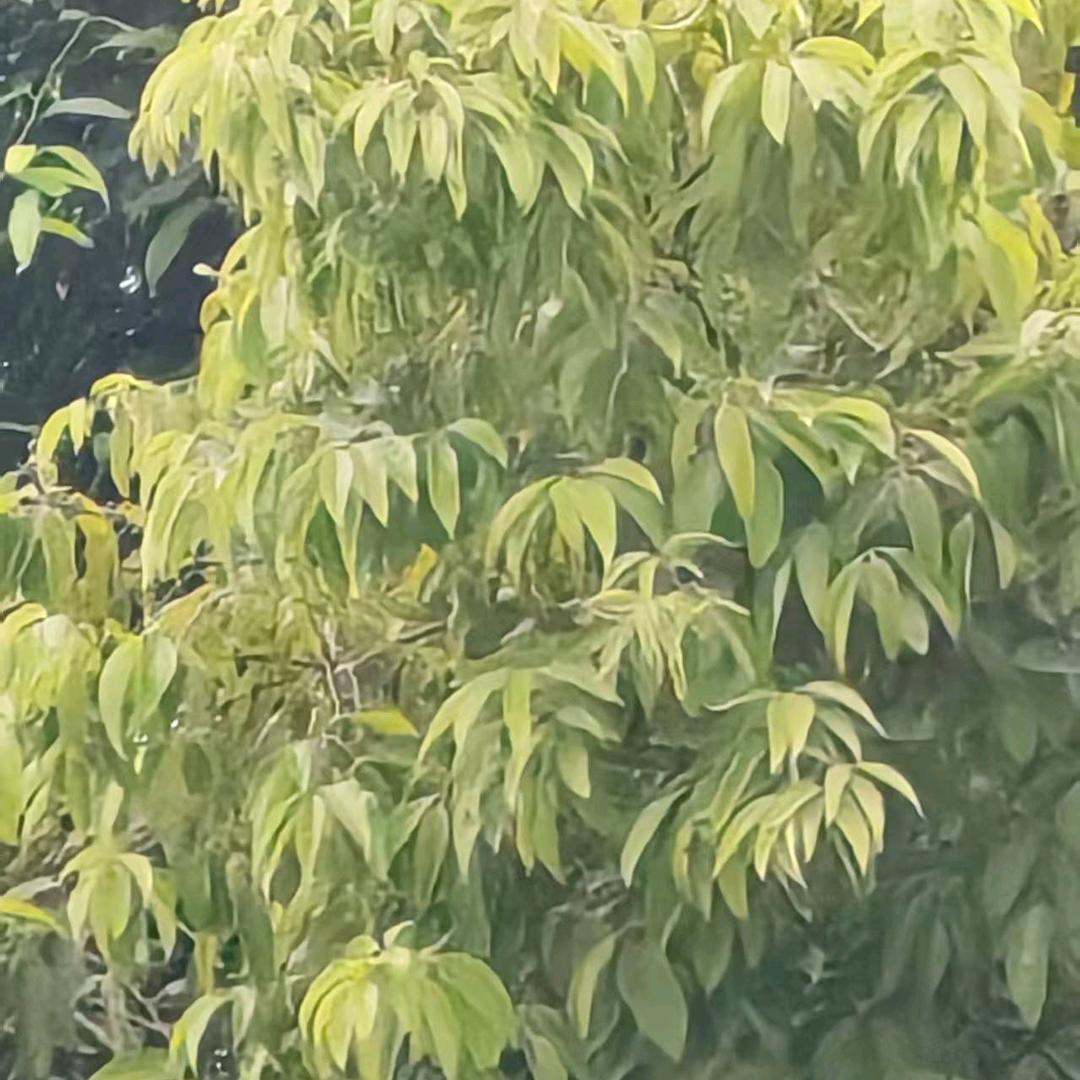 铭源…（开心过好每一天）